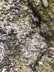 Candelariella xanthostigma