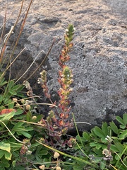 Euphrasia hudsoniana