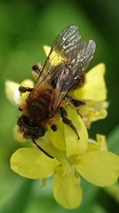 Andrena dorsata