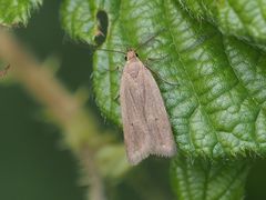 Acompsia tripunctella