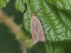 Acompsia tripunctella