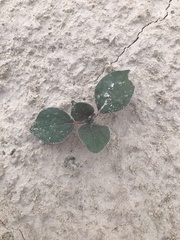 Tidestromia lanuginosa
