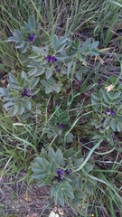 Vicia narbonensis