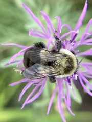 Bombus impatiens