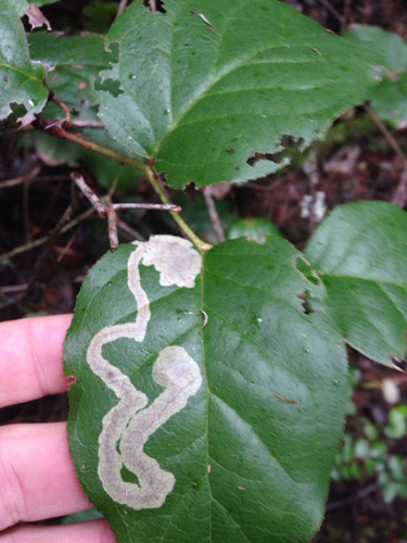 Gaultheria leafminer moth photo 4