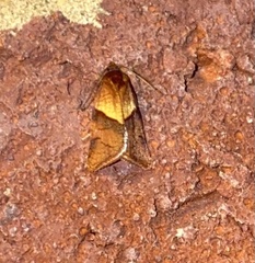 Philedone gerningana