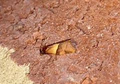 Philedone gerningana