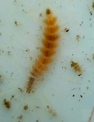 Amblyosyllis hectori