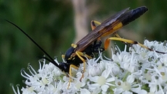 Ichneumon xanthorius