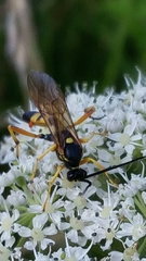 Ichneumon xanthorius