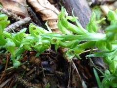 Media resource of Platanthera aquilonis