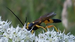 Ichneumon xanthorius