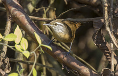 Cantorchilus guarayanus