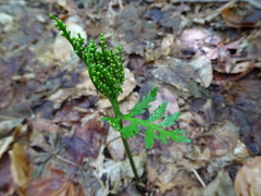 Botrychium angustisegmentum