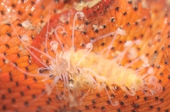 Amblyosyllis hectori