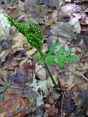 Botrychium angustisegmentum