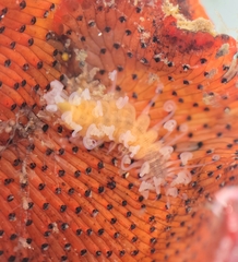 Amblyosyllis hectori