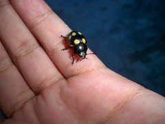 Labidomera suturella