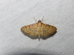Herpetogramma theseusalis