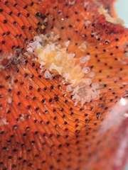 Amblyosyllis hectori