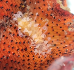 Amblyosyllis hectori