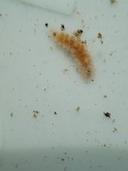 Amblyosyllis hectori