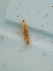Amblyosyllis hectori