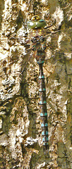 Aeshna canadensis