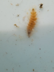 Amblyosyllis hectori