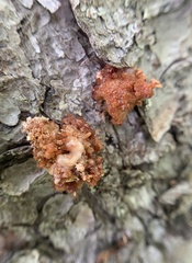 Dendroctonus rufipennis