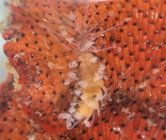 Amblyosyllis hectori