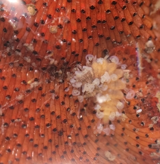 Amblyosyllis hectori