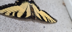 Papilio glaucus