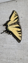 Papilio glaucus