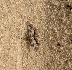 Parapoynx obscuralis