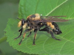 Laphria grossa