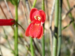 Gambelia juncea