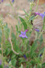 Penstemon humilis