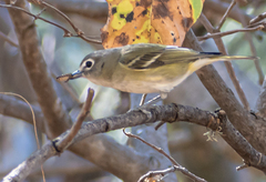 Vireo cassinii