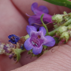 Penstemon humilis