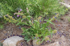 Penstemon humilis