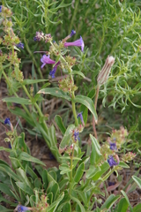 Penstemon humilis