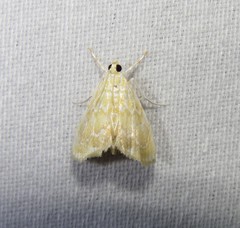 Glaphyria glaphyralis