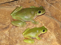 Ranoidea gilleni