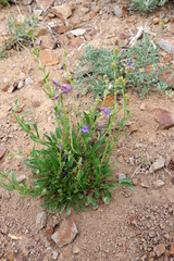 Penstemon humilis