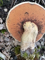 Caloboletus firmus