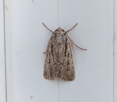 Dichagyris signifera