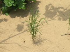 Polygonella articulata