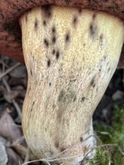 Caloboletus firmus