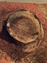 Caloboletus firmus